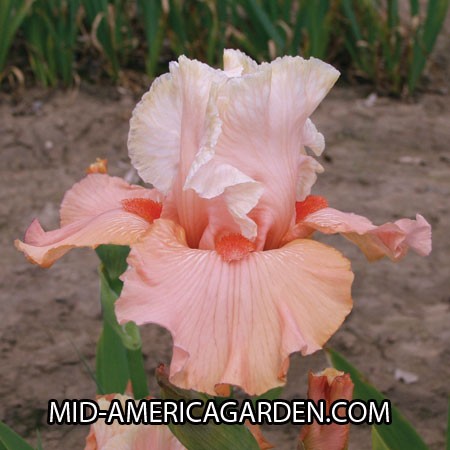 Coral Charm