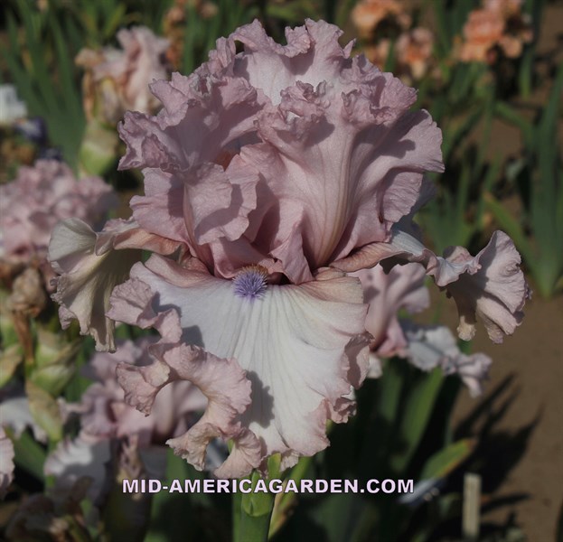 Don't Stop Believing