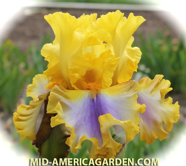 Good Morning Sunshine