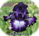 Midnight Velvet