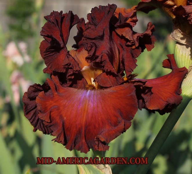 Cherokee Blaze