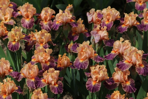 Irises / Standard Dwarf Bearded