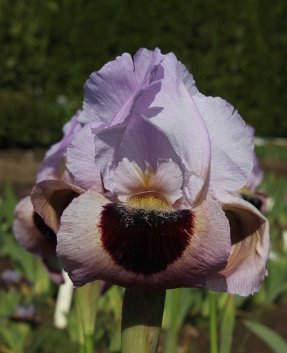 Irises / Arilbred