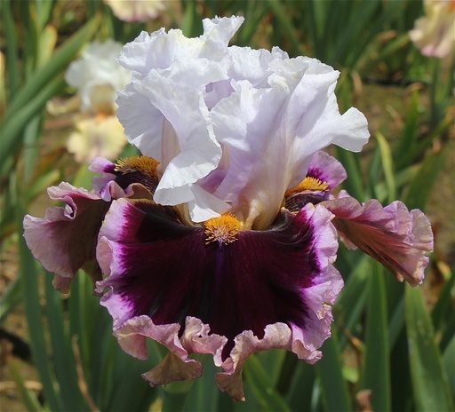 Irises / Tall Bearded