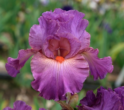 Irises / Border Bearded