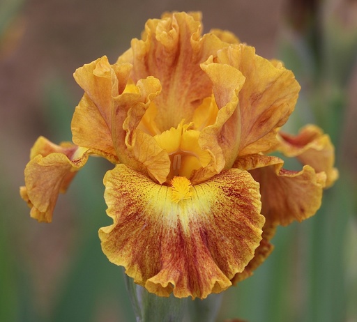 Irises / Intermediate Bearded
