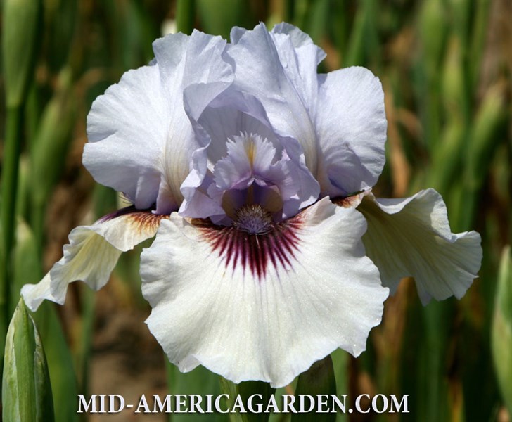 Perry Dyer | Mid-America Garden