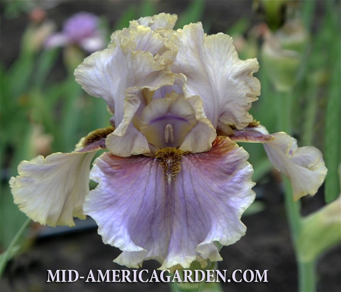 Kiss The Frog | Mid-America Garden