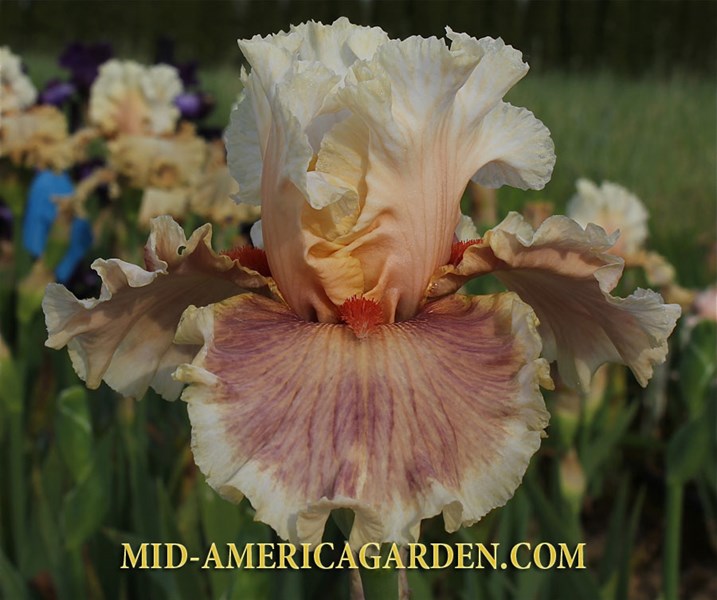 Apricot Smoothie | Mid-America Garden