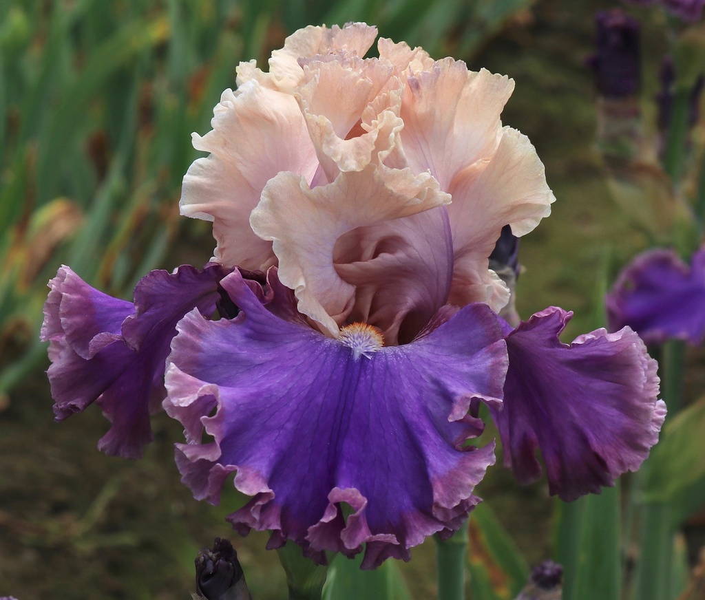 Highly Classified Mid America Garden