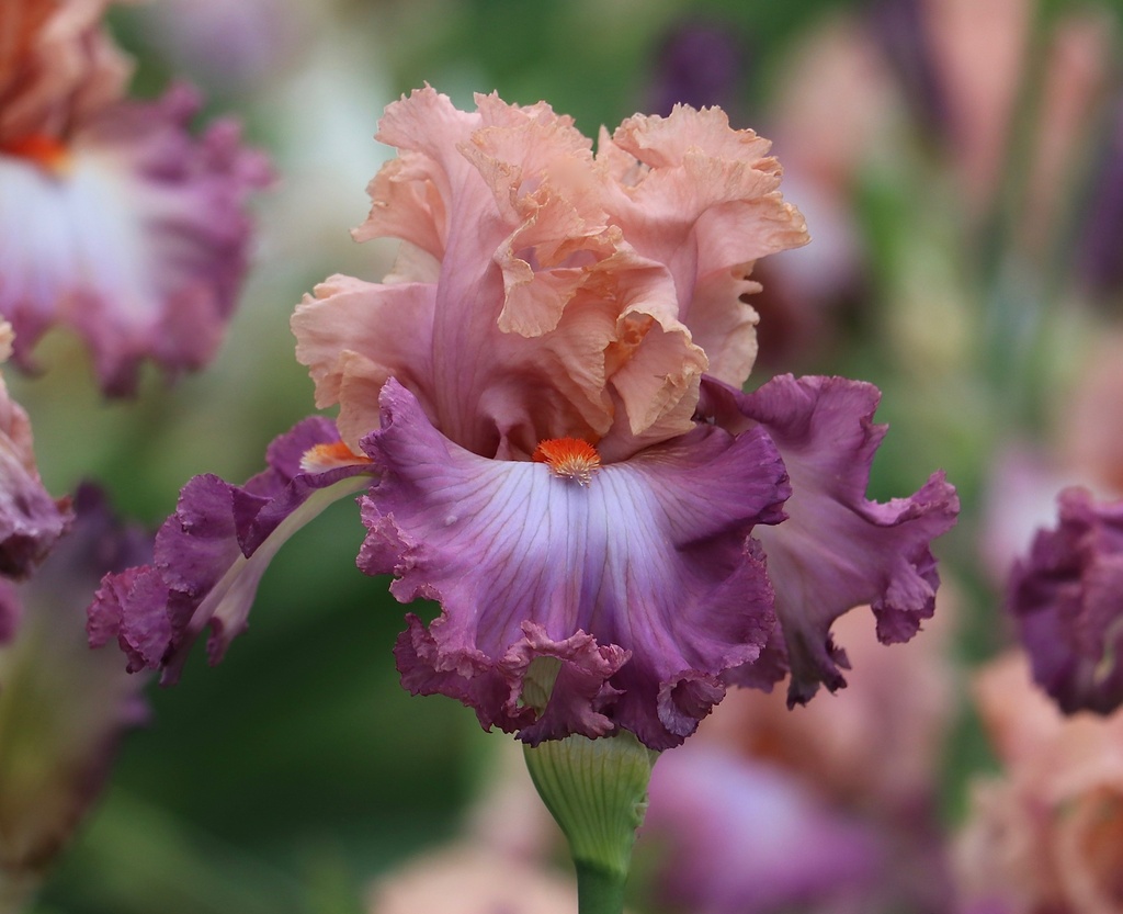 Hung Up On You | Mid-America Garden