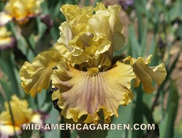 Buckskin Ruffles