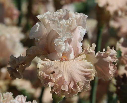 Wind Beneath My Wings