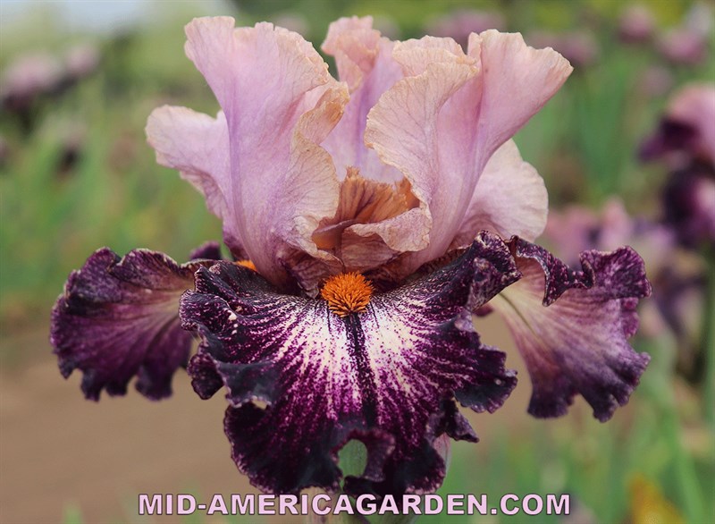 Powder Keg MidAmerica Garden