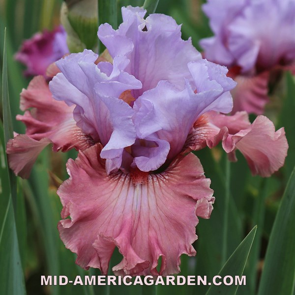 Feeling Romantic | Mid-America Garden