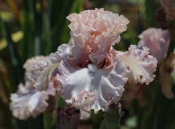 In Full View