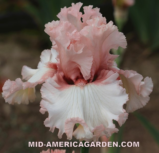 Let's Snuggle | Mid-America Garden