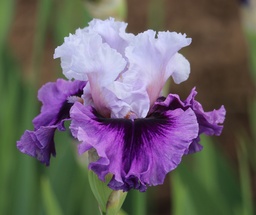 Overshadowed