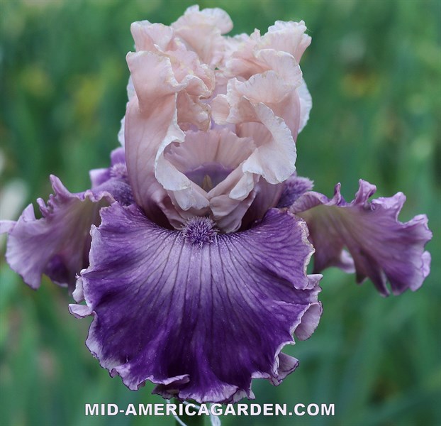 Private Party | Mid-America Garden
