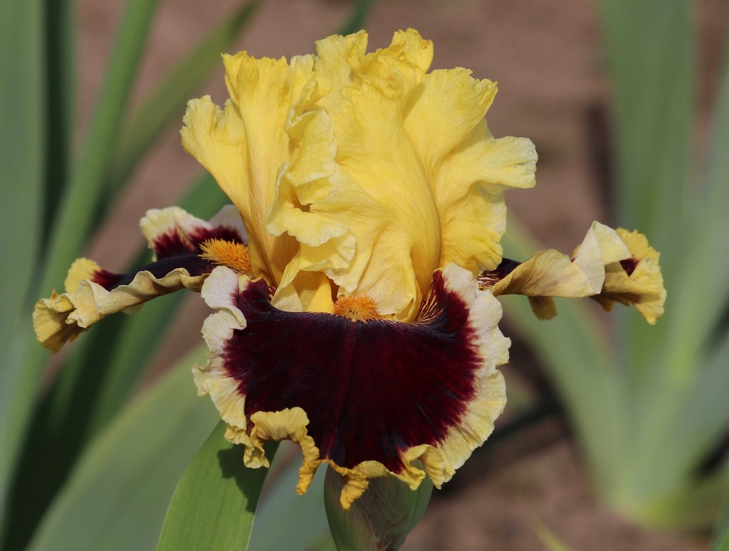 Rodeo Cowboy | Mid-America Garden