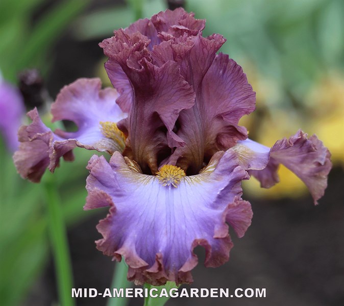 Sweet Talker | Mid-America Garden