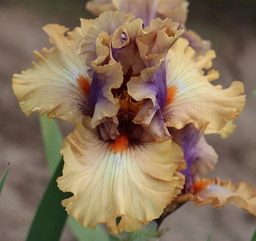 Color Capers
