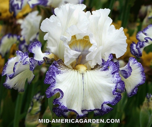 Bright And Shining Star