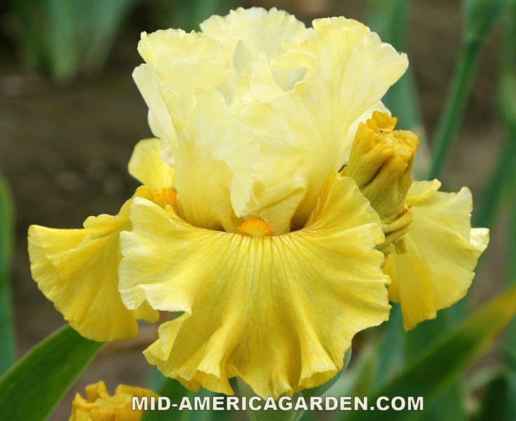 Clean As A Whistle MidAmerica Garden