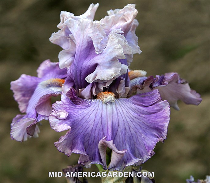 Ruffles All Around | Mid-America Garden