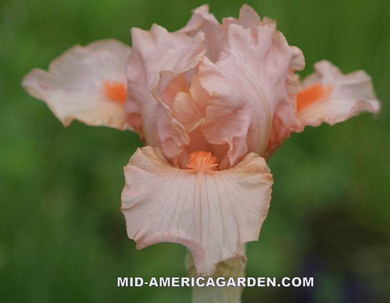 Subtle Glow MidAmerica Garden