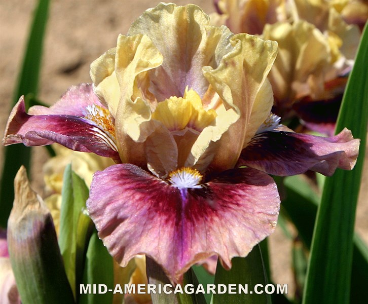 Debonair Bear | Mid-America Garden