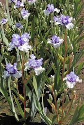 Airy Fairy Flower