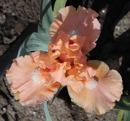 Peach Medley
