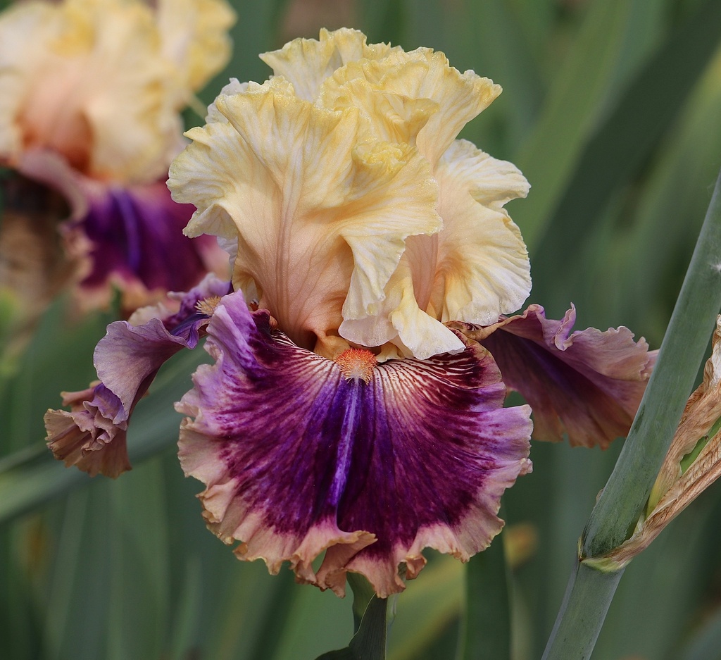 Coat Of Many Colors MidAmerica Garden