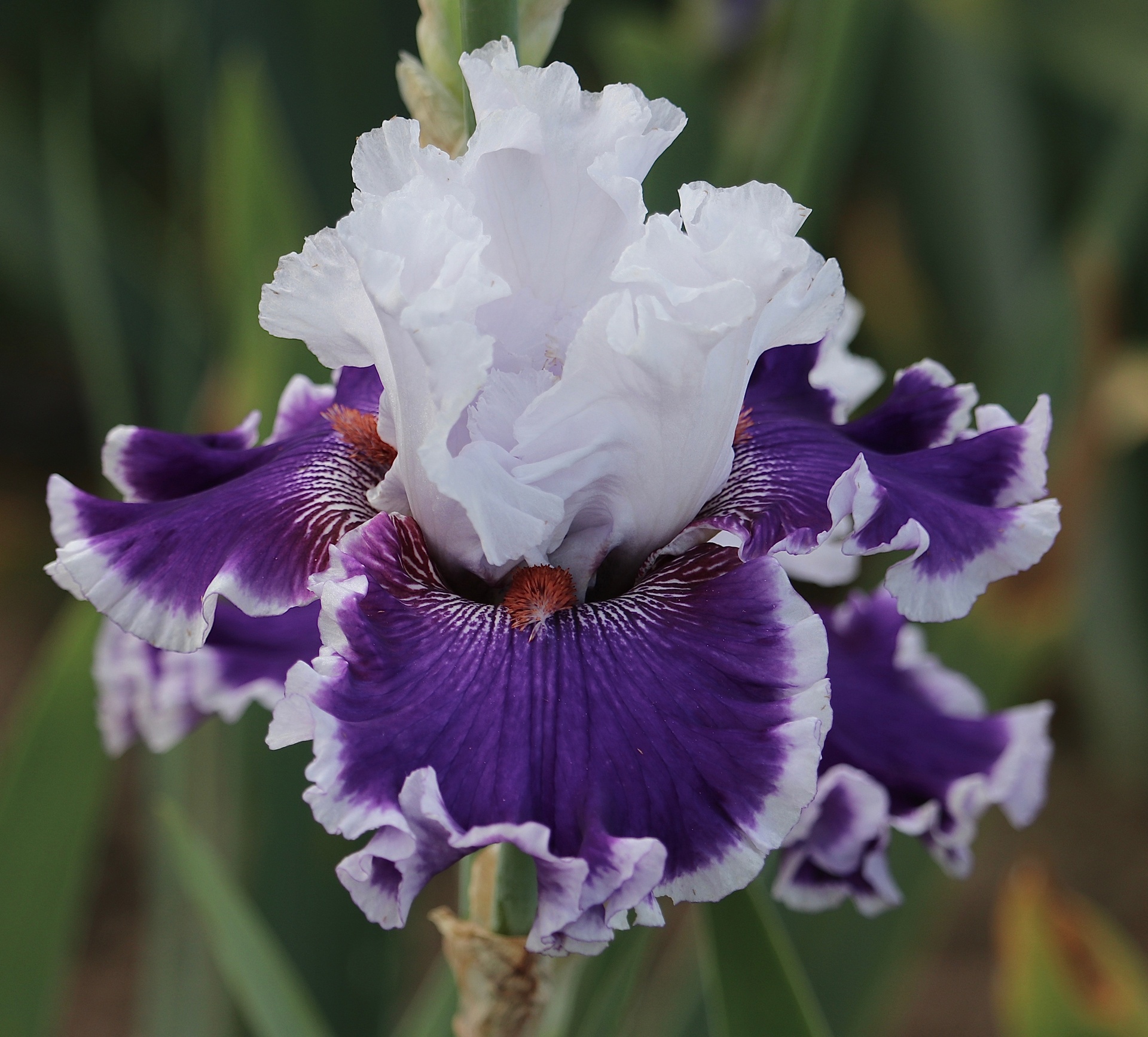 Rule The World | Mid-America Garden