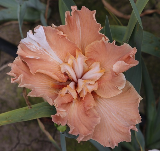 Untamed Glory