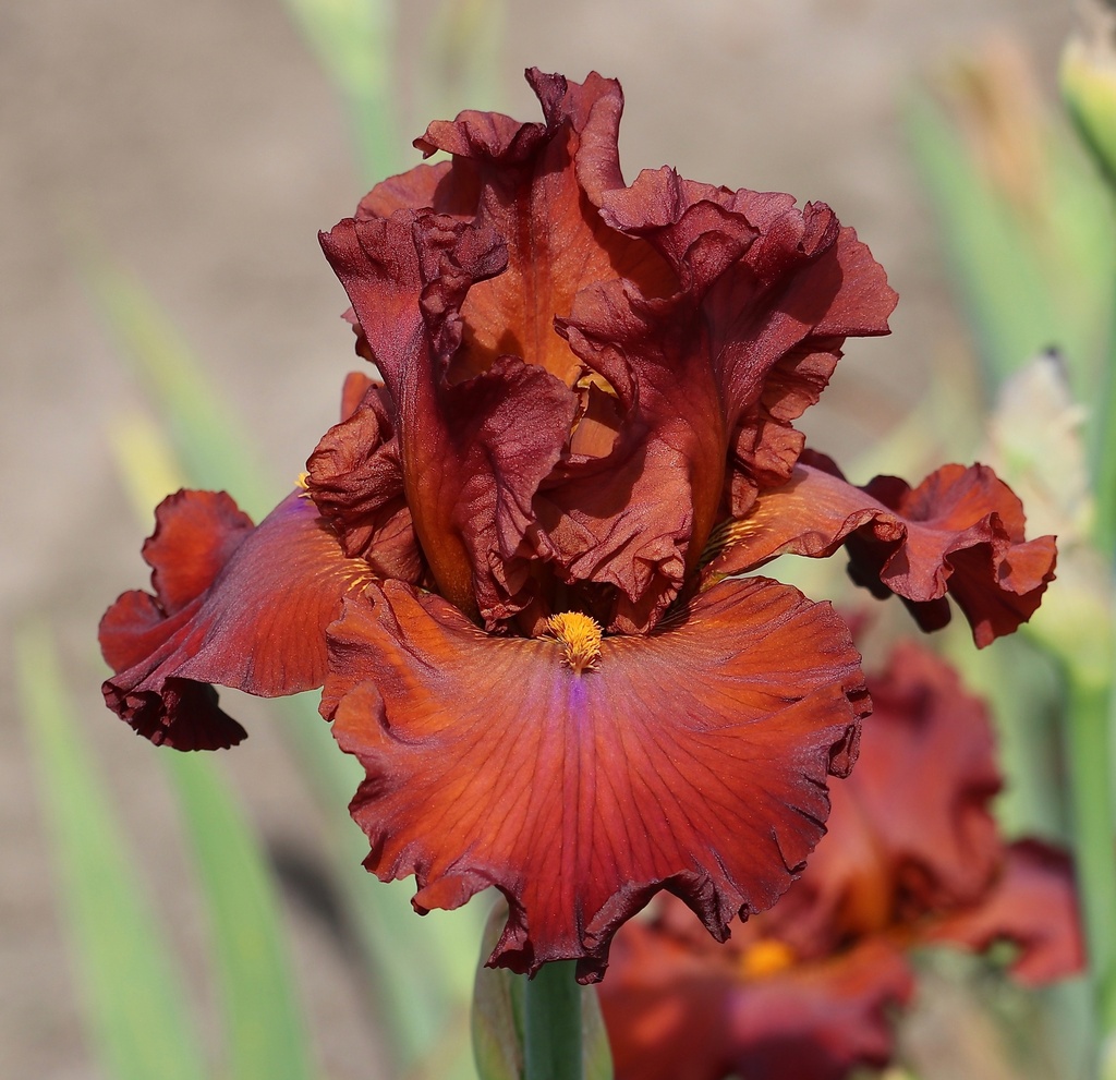 Sunset Lodge MidAmerica Garden