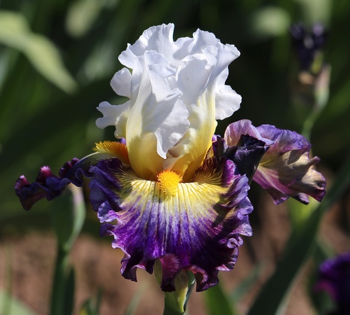 Just Wanting Attention