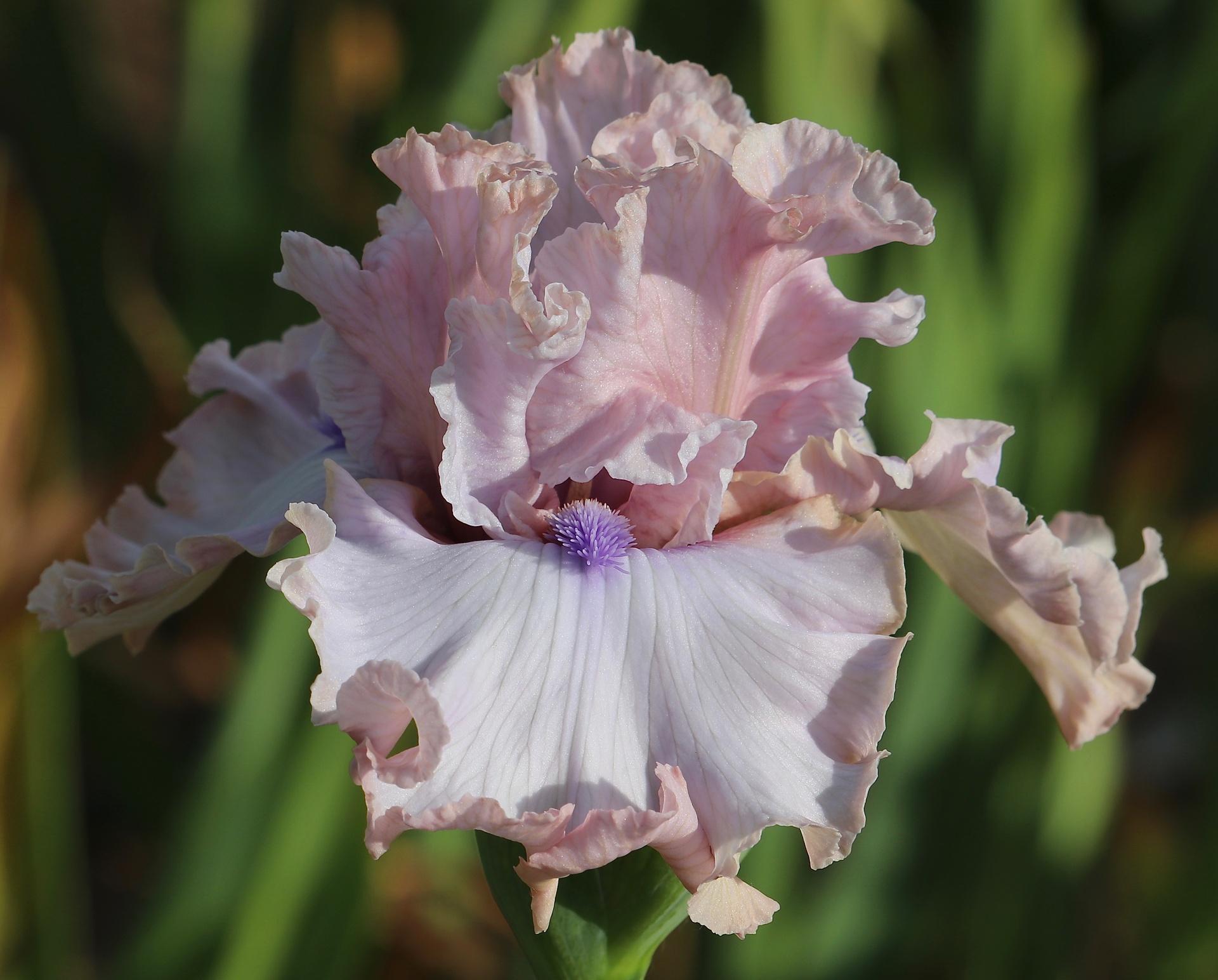 Breath Of Fresh Air | Mid-America Garden