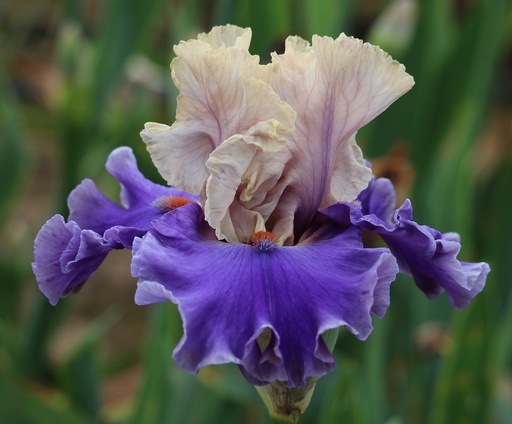 Feast Of Spring