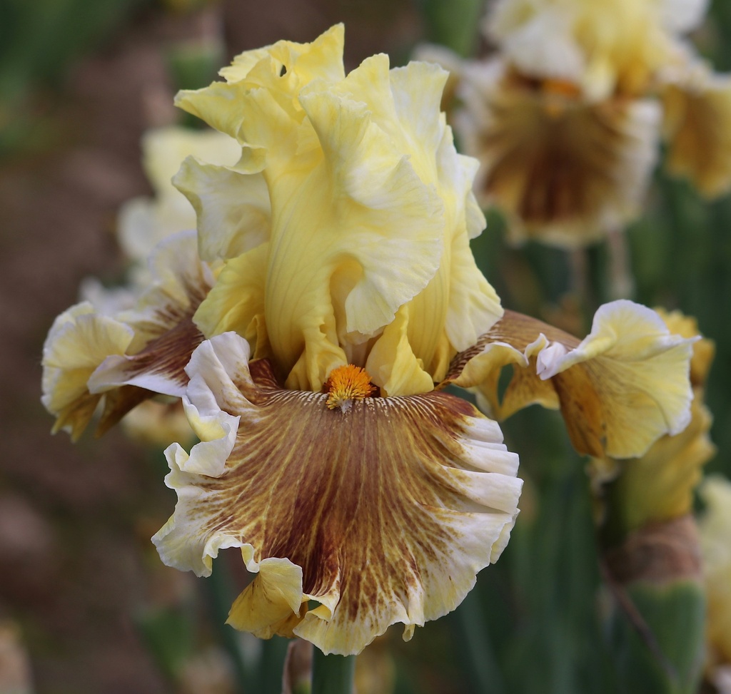 Fields Of Gold | Mid-America Garden