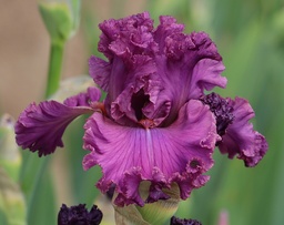 On The Fringe