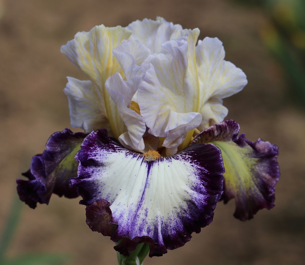 Storm Burst | Mid-America Garden