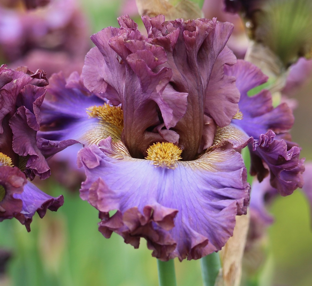 This Is Me | Mid-America Garden