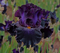 Cover Of Night