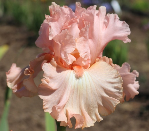 Coral Jewel