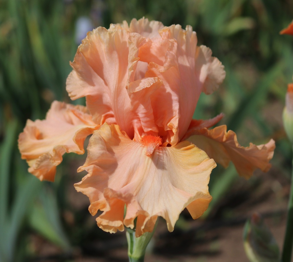 Vavavoom | Mid-America Garden