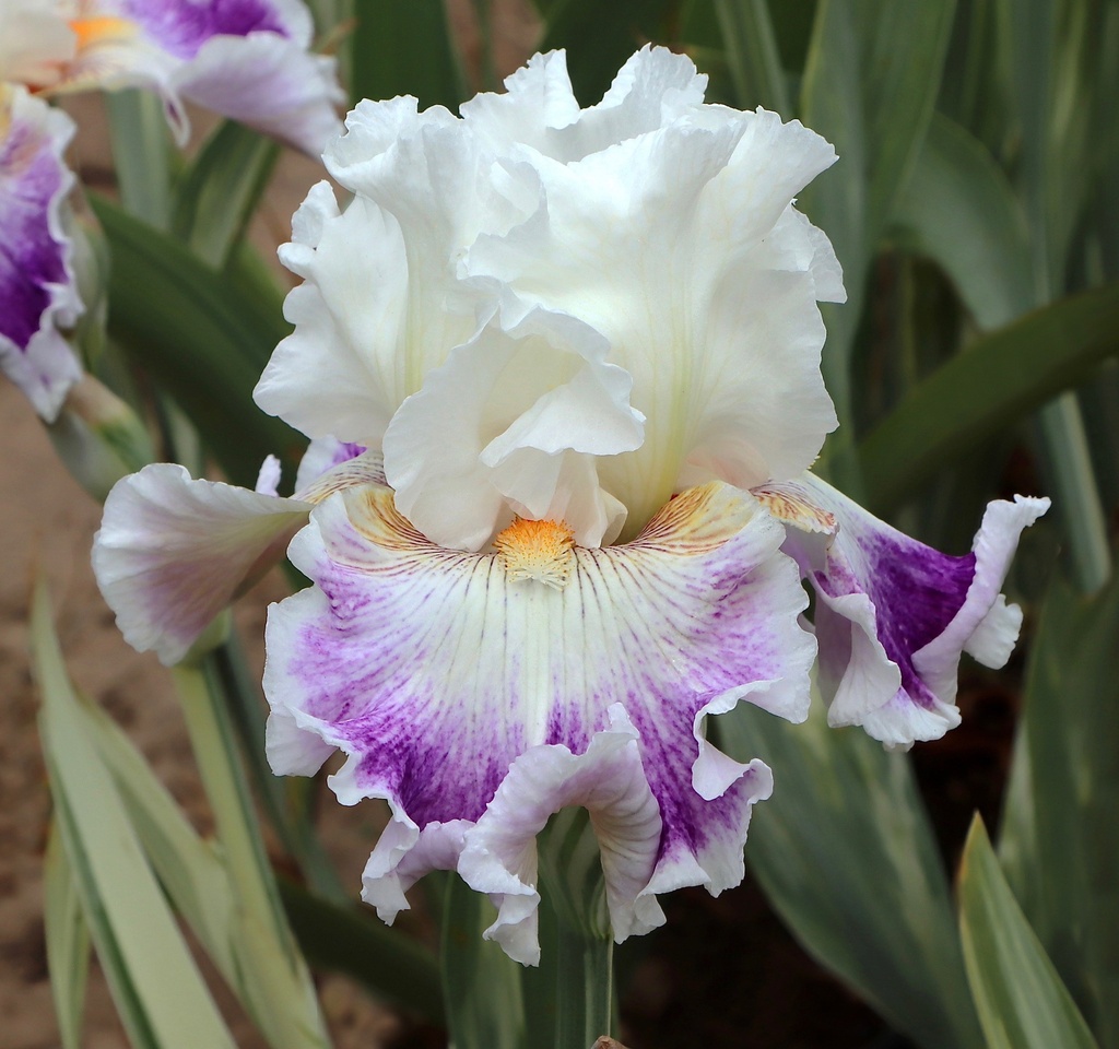 Indecisive | Mid-America Garden