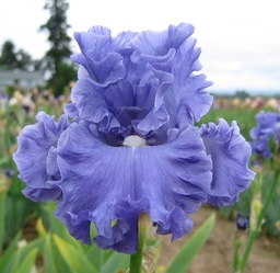 Lynette Blue