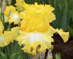 Sunshine Bouquet